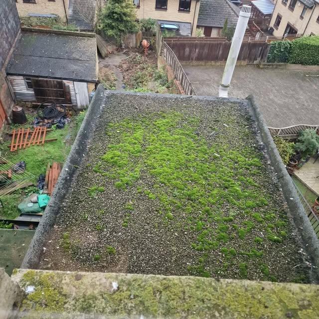 A moss-covered flat roof